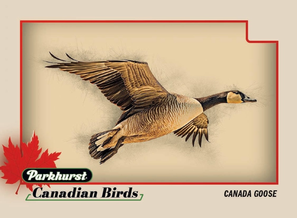 2025-26 Parkhurst Hockey Guide in-content 5